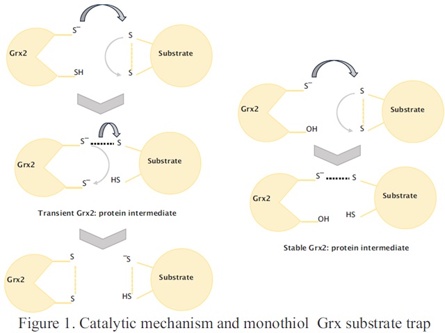 Figure 1. Catalytic mechanism and monothiol Grx substrate trap