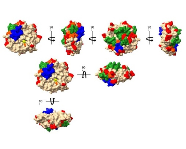 Surface areas of EcoGrx2 involved in the recognition of protein
ligands. 