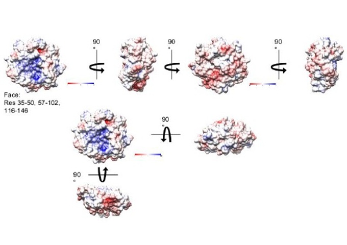 Proposed surfaces based on the charge distribution in the aforementioned areas