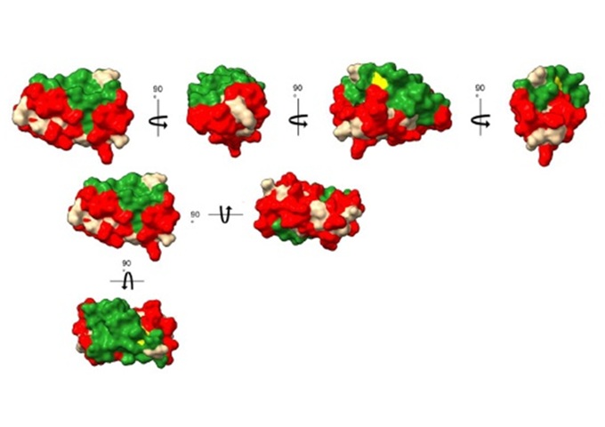 Surface areas of EcoGrx3 involved in protein–ligand interaction